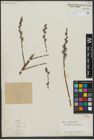 Foto von Salix viminalis L.